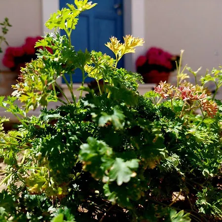 Villa Mediterranea - Primosten *