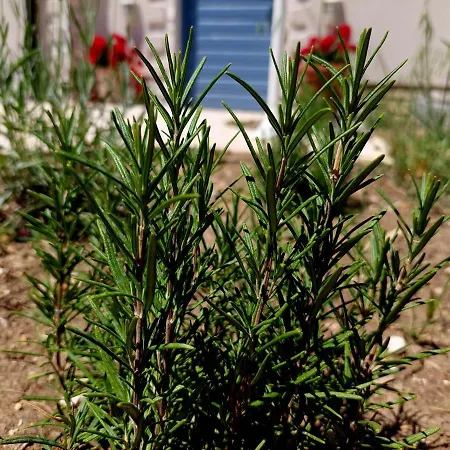 Mediterranea - Primosten Villa